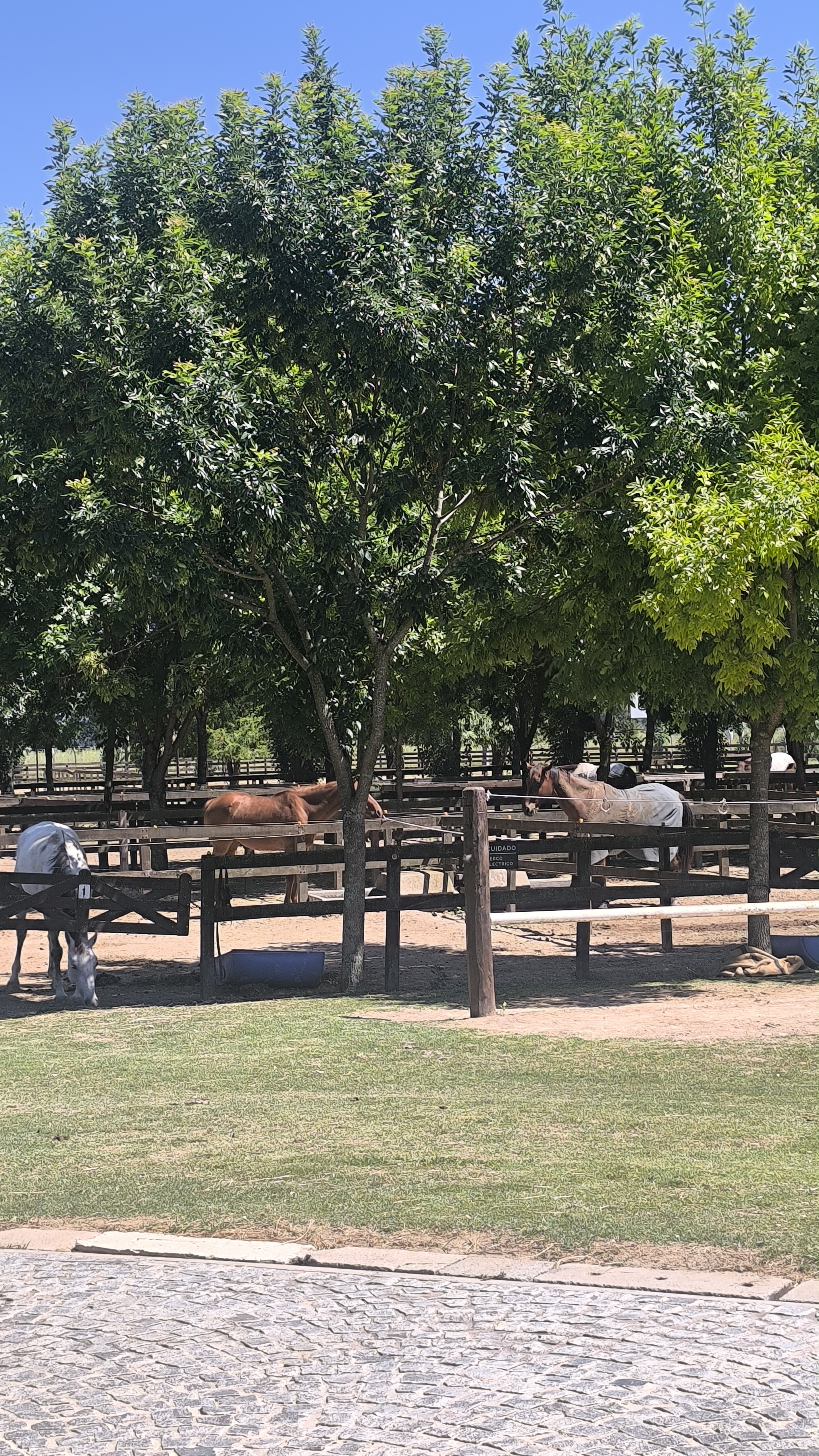 Polo day en Haras del Sur - Imagen 5